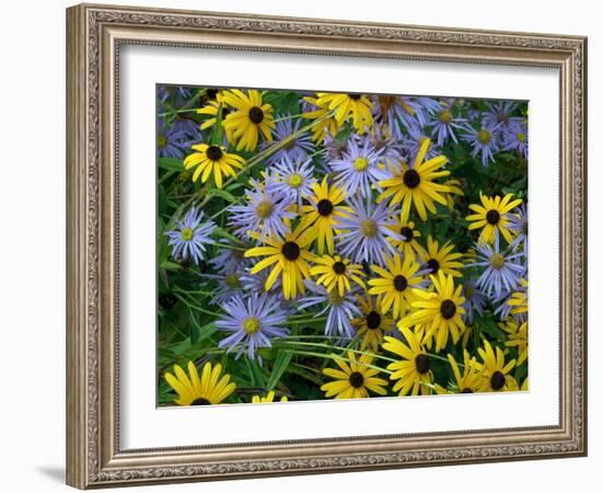 Black eyed susan flowers with Michaelmas daisies-Ernie Janes-Framed Photographic Print