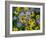 Black eyed susan flowers with Michaelmas daisies-Ernie Janes-Framed Photographic Print