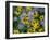 Black eyed susan flowers with Michaelmas daisies-Ernie Janes-Framed Photographic Print