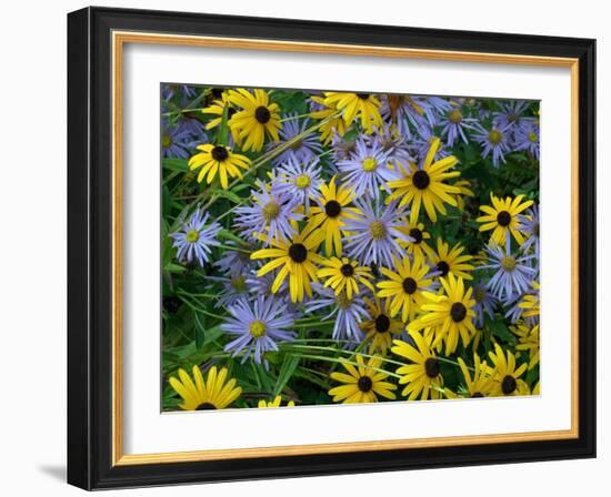 Black eyed susan flowers with Michaelmas daisies-Ernie Janes-Framed Photographic Print