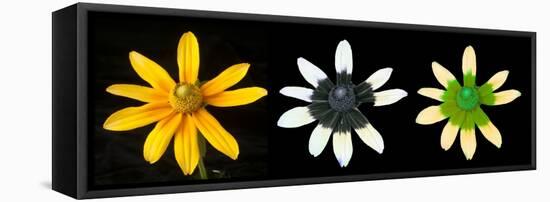 Black-eyed susan illuminated using different waves of light-Adrian Davies-Framed Premier Image Canvas