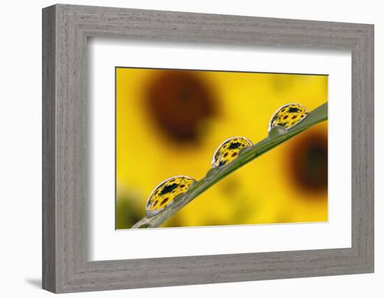 Black eyed Susan's refracted in dew drops on blade of grass.-Adam Jones-Framed Photographic Print