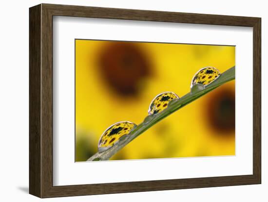 Black eyed Susan's refracted in dew drops on blade of grass.-Adam Jones-Framed Photographic Print