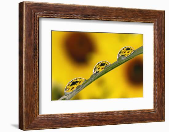 Black eyed Susan's refracted in dew drops on blade of grass.-Adam Jones-Framed Photographic Print