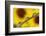 Black eyed Susan's refracted in dew drops on blade of grass.-Adam Jones-Framed Photographic Print