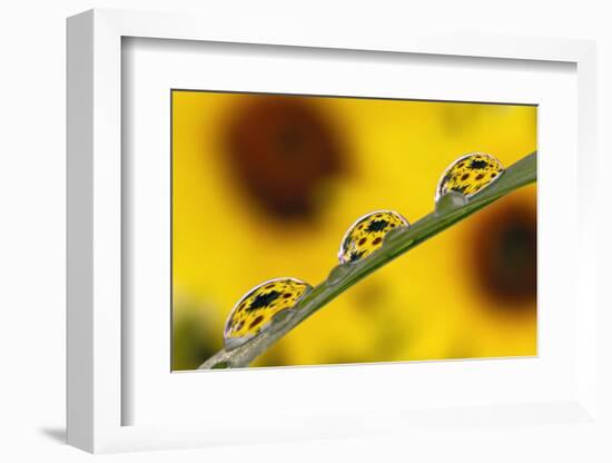 Black eyed Susan's refracted in dew drops on blade of grass.-Adam Jones-Framed Photographic Print