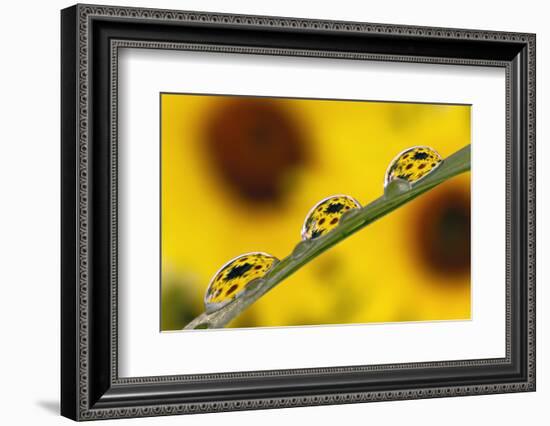 Black eyed Susan's refracted in dew drops on blade of grass.-Adam Jones-Framed Photographic Print