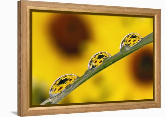 Black eyed Susan's refracted in dew drops on blade of grass.-Adam Jones-Framed Premier Image Canvas