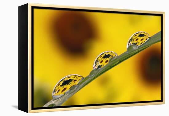 Black eyed Susan's refracted in dew drops on blade of grass.-Adam Jones-Framed Premier Image Canvas