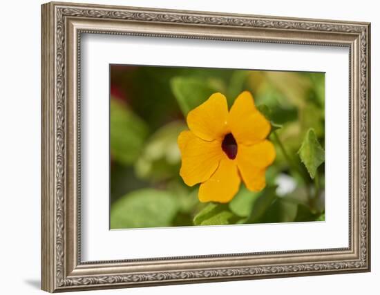 black-eyed Susan, Thunbergia alata, blossom, close-up-David & Micha Sheldon-Framed Photographic Print