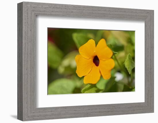 black-eyed Susan, Thunbergia alata, blossom, close-up-David & Micha Sheldon-Framed Photographic Print