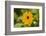 black-eyed Susan, Thunbergia alata, blossom, close-up-David & Micha Sheldon-Framed Photographic Print