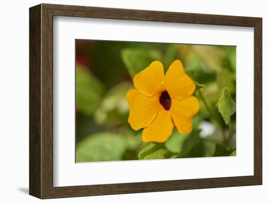 black-eyed Susan, Thunbergia alata, blossom, close-up-David & Micha Sheldon-Framed Photographic Print