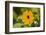 black-eyed Susan, Thunbergia alata, blossom, close-up-David & Micha Sheldon-Framed Photographic Print