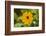 black-eyed Susan, Thunbergia alata, blossom, close-up-David & Micha Sheldon-Framed Photographic Print