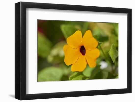 black-eyed Susan, Thunbergia alata, blossom, close-up-David & Micha Sheldon-Framed Photographic Print