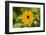 black-eyed Susan, Thunbergia alata, blossom, close-up-David & Micha Sheldon-Framed Photographic Print