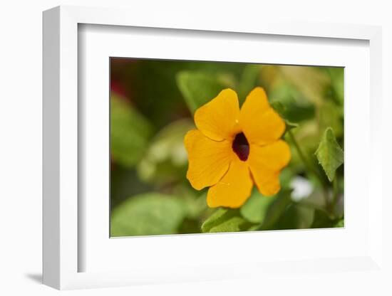 black-eyed Susan, Thunbergia alata, blossom, close-up-David & Micha Sheldon-Framed Photographic Print
