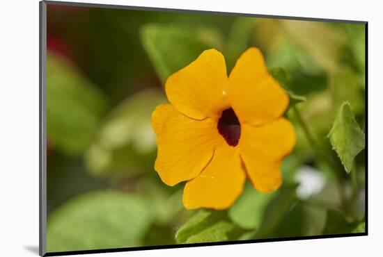 black-eyed Susan, Thunbergia alata, blossom, close-up-David & Micha Sheldon-Mounted Photographic Print