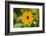 black-eyed Susan, Thunbergia alata, blossom, close-up-David & Micha Sheldon-Framed Photographic Print