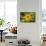 black-eyed Susan, Thunbergia alata, blossom, close-up-David & Micha Sheldon-Framed Stretched Canvas displayed on a wall