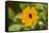 black-eyed Susan, Thunbergia alata, blossom, close-up-David & Micha Sheldon-Framed Stretched Canvas