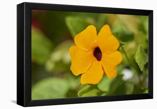 black-eyed Susan, Thunbergia alata, blossom, close-up-David & Micha Sheldon-Framed Premier Image Canvas