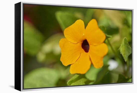 black-eyed Susan, Thunbergia alata, blossom, close-up-David & Micha Sheldon-Framed Premier Image Canvas