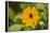 black-eyed Susan, Thunbergia alata, blossom, close-up-David & Micha Sheldon-Framed Premier Image Canvas