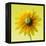 Black-eyed susan-Clive Nichols-Framed Premier Image Canvas