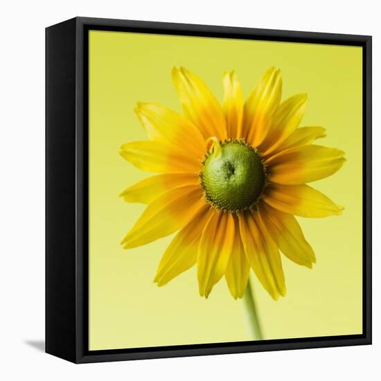 Black-eyed susan-Clive Nichols-Framed Premier Image Canvas