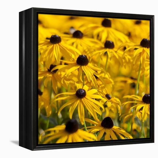 Black-Eyed Susan-Richard T. Nowitz-Framed Premier Image Canvas