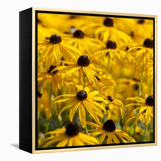 Black-Eyed Susan-Richard T. Nowitz-Framed Premier Image Canvas