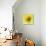 Black-eyed susan-Clive Nichols-Photographic Print displayed on a wall