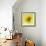 Black-eyed susan-Clive Nichols-Framed Photographic Print displayed on a wall