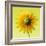 Black-eyed susan-Clive Nichols-Framed Photographic Print