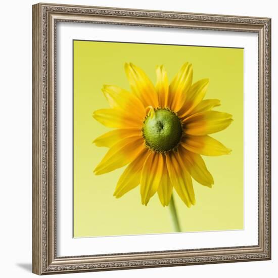 Black-eyed susan-Clive Nichols-Framed Photographic Print