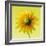 Black-eyed susan-Clive Nichols-Framed Photographic Print