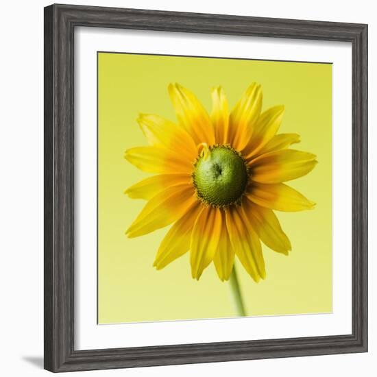 Black-eyed susan-Clive Nichols-Framed Photographic Print