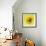 Black-eyed susan-Clive Nichols-Framed Photographic Print displayed on a wall