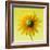 Black-eyed susan-Clive Nichols-Framed Photographic Print