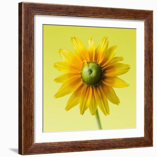 Black-eyed susan-Clive Nichols-Framed Photographic Print