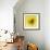 Black-eyed susan-Clive Nichols-Framed Photographic Print displayed on a wall