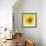 Black-eyed susan-Clive Nichols-Framed Photographic Print displayed on a wall