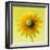 Black-eyed susan-Clive Nichols-Framed Photographic Print