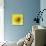 Black-eyed susan-Clive Nichols-Mounted Photographic Print displayed on a wall