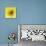 Black-eyed susan-Clive Nichols-Mounted Photographic Print displayed on a wall