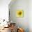 Black-eyed susan-Clive Nichols-Mounted Photographic Print displayed on a wall