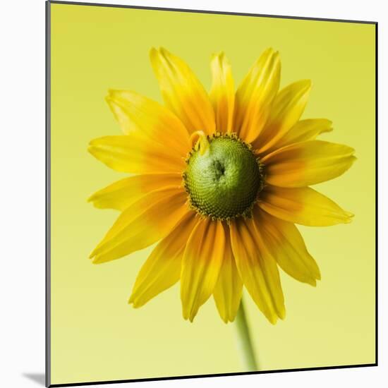 Black-eyed susan-Clive Nichols-Mounted Photographic Print