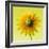 Black-eyed susan-Clive Nichols-Framed Photographic Print